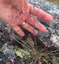 Arctic Bentgrass thumbnail 4