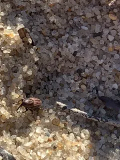 Hunting Billbug thumbnail 2