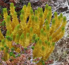 northern firmoss thumbnail 3