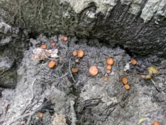 Scutellinia erinaceus thumbnail 4