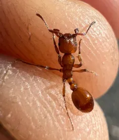 Manica hunteri thumbnail 2