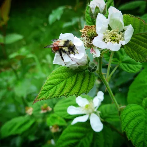 Black-tailed Bumble Bee