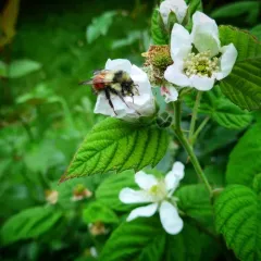 Black-tailed Bumble Bee thumbnail 1