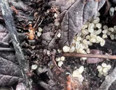 Incomplete Furrowed Ant thumbnail 3