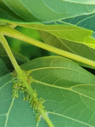 Box Elder Aphid