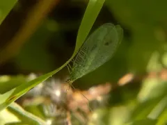 Chrysopa pleuralis thumbnail 3