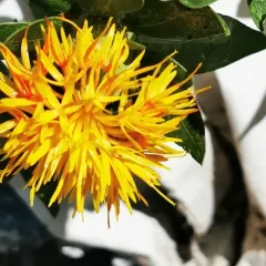 Safflower thumbnail 3