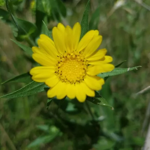 Puget sound gumweed