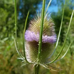 wild teasel thumbnail 1
