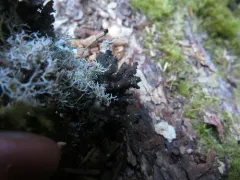 Sticta rhizinata thumbnail 4