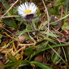 Low Fleabane thumbnail 2