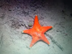 Poraniomorpha tumida thumbnail 1