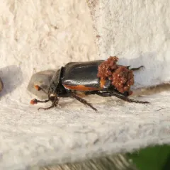 Banded Sexton Beetle thumbnail 3