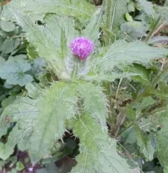 Short-styled Thistle thumbnail 2