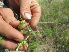 Prairie Sandmat thumbnail 2