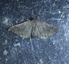 Eulithis flavibrunneata thumbnail 3