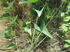 Buffalo Gourd thumbnail 3