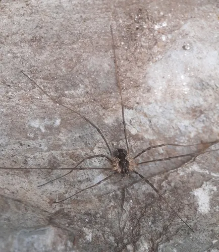 Saddleback Harvestman