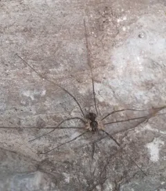 Saddleback Harvestman thumbnail 1