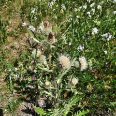 Hooker's Thistle thumbnail 2