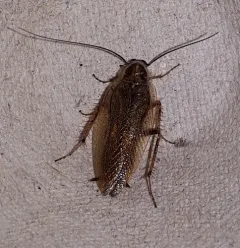 Ectobius lucidus thumbnail 4