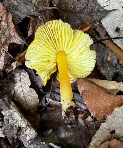 Golden Waxcap