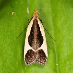 Cream-edged Dichomeris Moth thumbnail 2