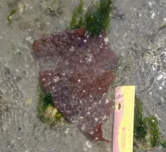 red eyelet silk thumbnail 2