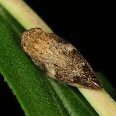 Alder Spittlebug thumbnail 3