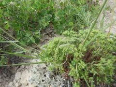 James' Nailwort thumbnail 2