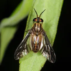 Adulterous Deer Fly thumbnail 4
