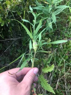 Gnorimoschema septentrionella thumbnail 3