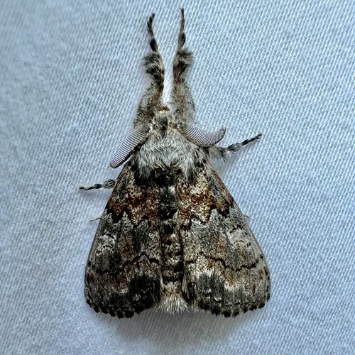 Variable Tussock Moth