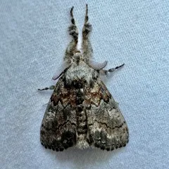 Variable Tussock Moth thumbnail 1