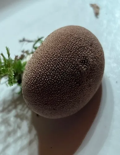 Spiny Puffball