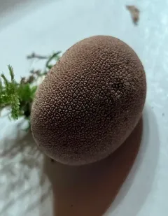 Spiny Puffball thumbnail 1