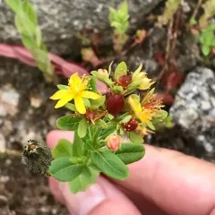 pale St. John's-wort thumbnail 4