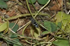 Nysson tristis thumbnail 3