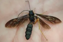 Trogus fulvipes thumbnail 1