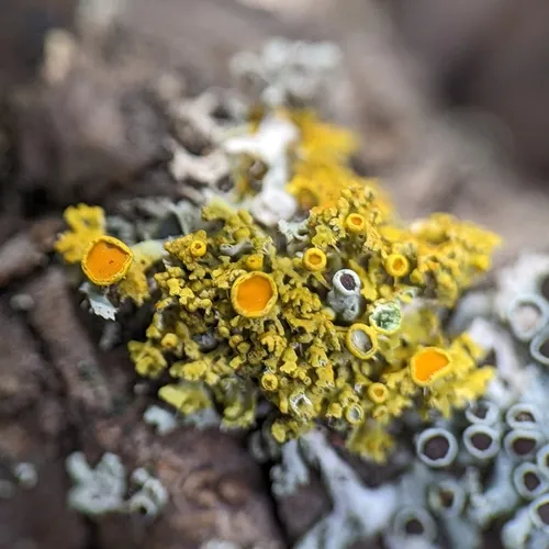 Fringed Candleflame Lichen