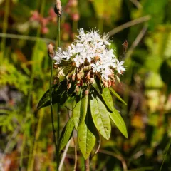 Western Labrador Tea thumbnail 4