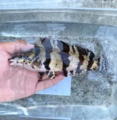 Painted Greenling thumbnail 4