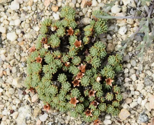 Gorman's Douglasia