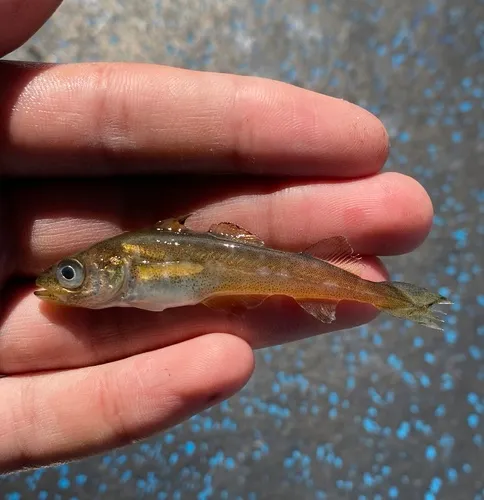 Alaska Pollock