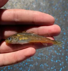Alaska Pollock thumbnail 1