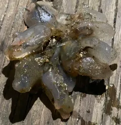 European ascidian thumbnail 4