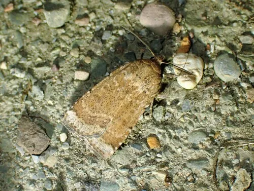 Coastal Heathland Cutworm Moth