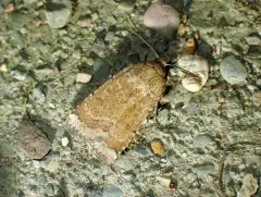 Coastal Heathland Cutworm Moth thumbnail 1