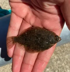 Rock Sole thumbnail 2