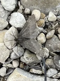 Psychophora sabini thumbnail 2